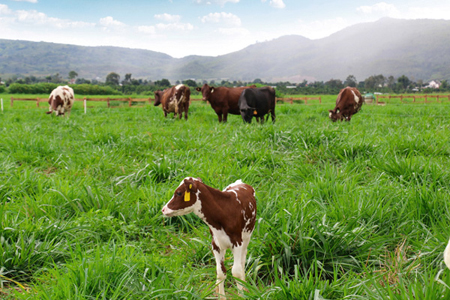 Trang trại bò sữa organic đầu tiên tại Việt Nam của Vinamilk đã hoàn thành việc đánh giá chuẩn organic châu Âu cho đồng cỏ, trang trại bò sữa.